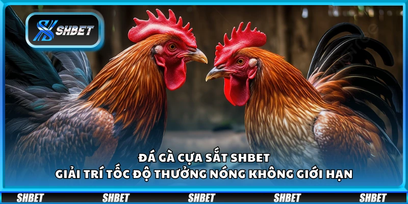 Đá gà cựa sắt Shbet – Giải trí tốc độ thưởng nóng không giới hạn