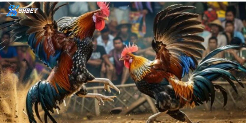 Thông tin cơ bản về đá gà cựa sắt Shbet