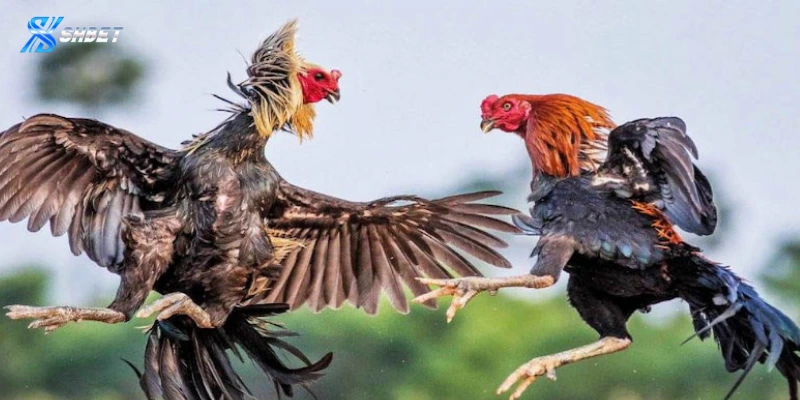 Vài nét về đá gà Thomo Shbet