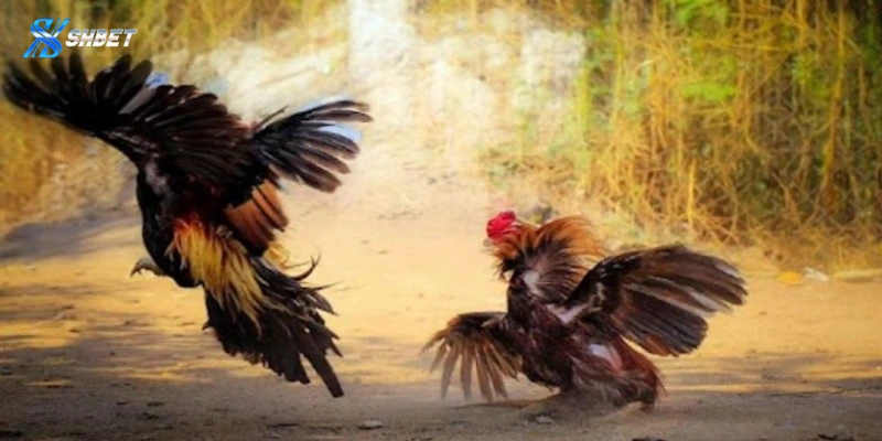 Chia sẻ tips cược đá gà dễ thắng cho newbie