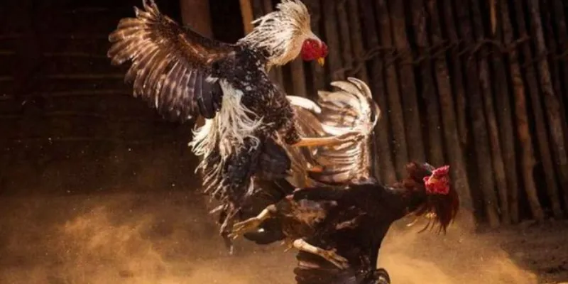 Bí quyết đặt kèo đá gà hiệu quả